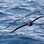 White napped & Grey faced Petrel